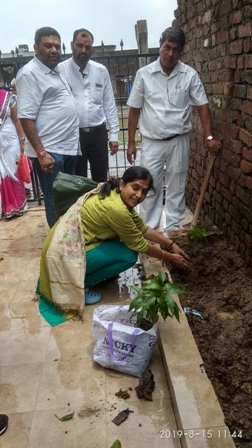 15 aug 2019 Tree sapling