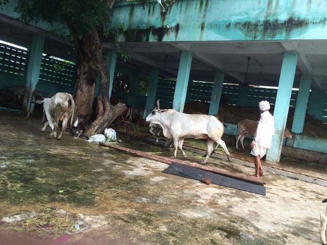 28 aug 2016 gaushala